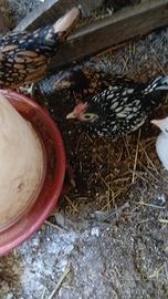 Sebright argentati e dorati
