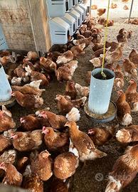 Galline