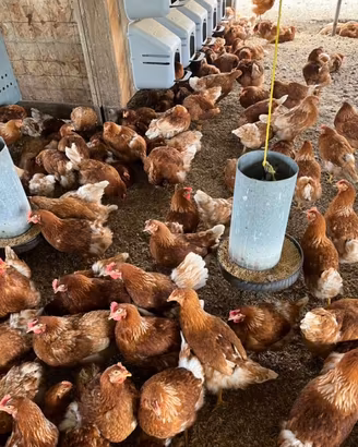 Galline