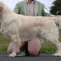 Golden retriver femmina