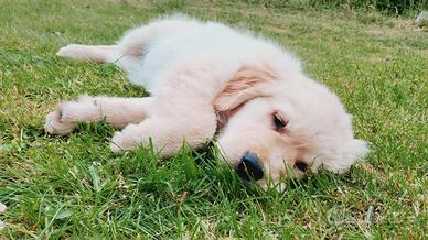 Cucciolo Golden retriever