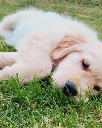 Cucciolo Golden retriever
