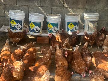 Galline