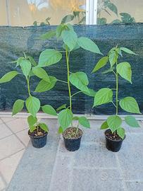 Piantine Capsicum rabenii o praetermissum