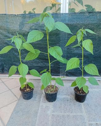 Piantine Capsicum rabenii o praetermissum