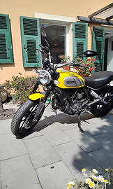 Ducati scrambler 800 Icon Yellow