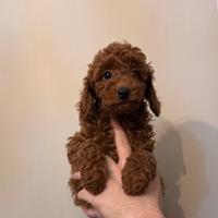 Cucciolo di barboncino red con pedigree enci