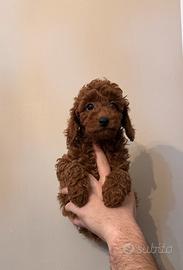 Cucciolo di barboncino red con pedigree enci