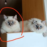 Gatto siberiano ragdoll