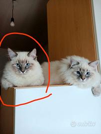 Gatto siberiano ragdoll