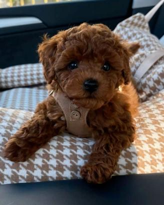 BARBONCINO TOY - BARBONCINI NANI puppy