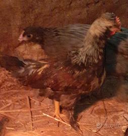 Galline americanine