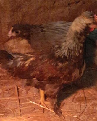Galline americanine