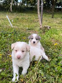 Cuccioli border collie/blu merle (incrocio)