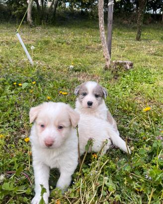 Cuccioli border collie/blu merle (incrocio)