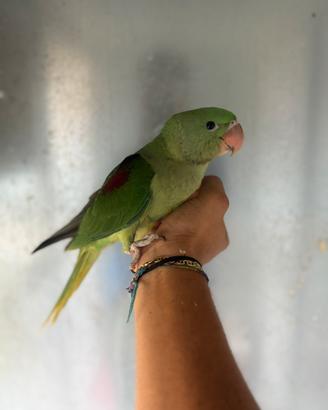 Baby pappagallo Pullo grande alessandrino imbecco