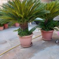 Piante di Cicas Revoluta  30 anni