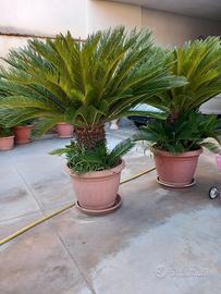 Piante di Cicas Revoluta  30 anni