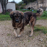 Cucciolona Caucaso