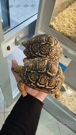 Tartarughe pardalis