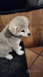 Akita inu