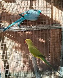 Pdc parrocchetto dal collare