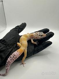 Geco leopardino