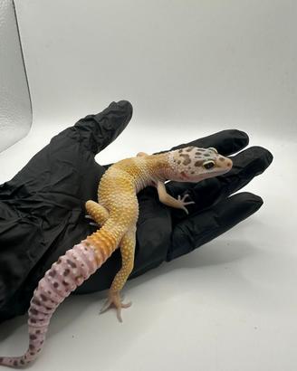 Geco leopardino