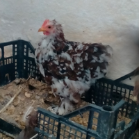Gallo cocincina nana millefiori