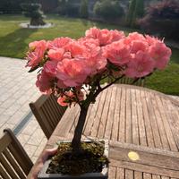 BONSAI DI AZALEA GIAPPONESE WAKAEBISU