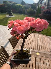 BONSAI DI AZALEA GIAPPONESE WAKAEBISU