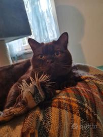 British shorthair