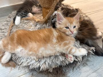 Maine coon cucciolo