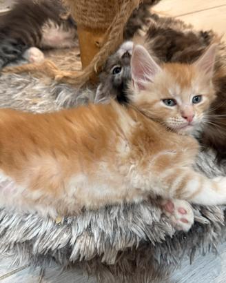 Maine coon cucciolo