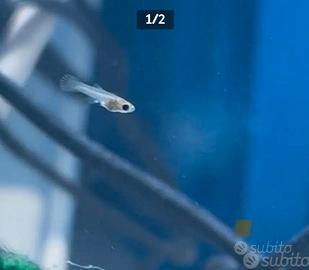Avannotti Guppy