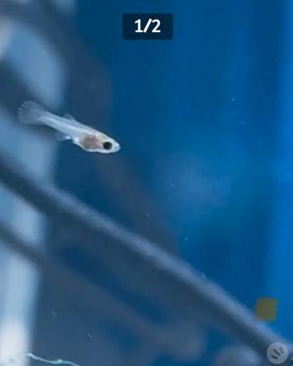 Avannotti Guppy
