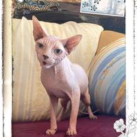 Gatta Sphynx