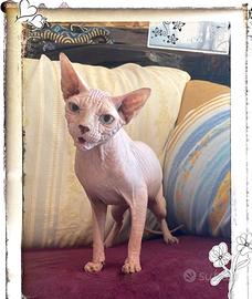 Gatta Sphynx