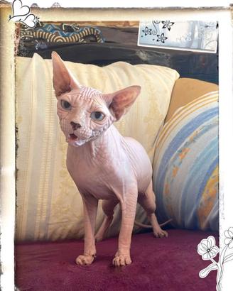 Gatta Sphynx