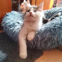Maine Coon Brown