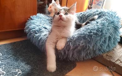 Maine Coon Brown