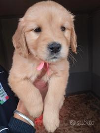 Cuccioli di Golden