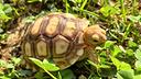 tartarughe-di-terra-geochelone-sulcata-baby-