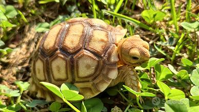 Tartarughe di terra Geochelone Sulcata Baby 