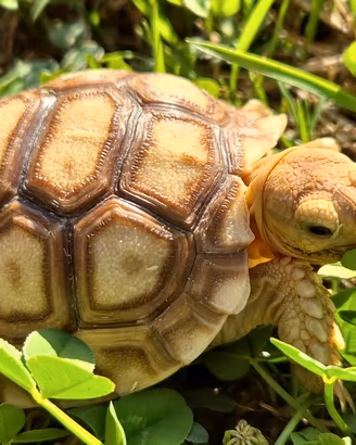 Tartarughe di terra Geochelone Sulcata Baby 