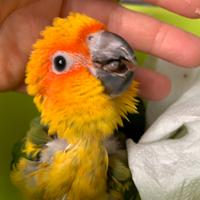 Conuro del sole allevato a mano