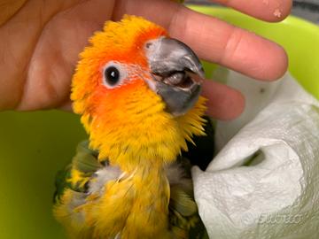 Conuro del sole allevato a mano