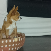 Chihuahua per accoppiamento