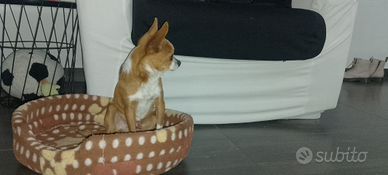 Chihuahua per accoppiamento