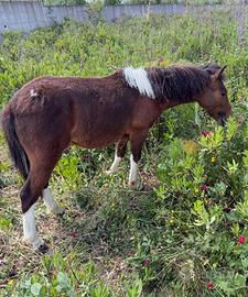 Super pony
